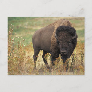 Carte Postale Photo de bison