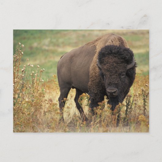 Carte Postale Photo de bison (Devant)