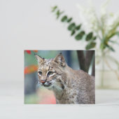 Carte Postale Photo de Bobcat Wildlife (Debout devant)