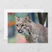 Carte Postale Photo de Bobcat Wildlife (Devant / Derrière)