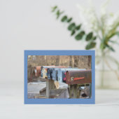 Carte Postale Photo de boîtes aux lettres (Debout devant)