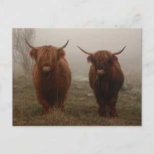 Carte Postale Photo de brouillard de bovins Highland