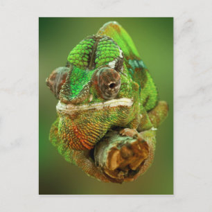 Carte Postale Photo de caméléon