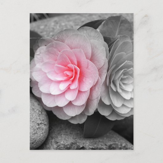 Carte Postale Photo de Camellias rose (Devant)