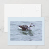 Carte postale photo de canard (Devant / Derrière)