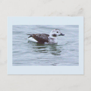 Carte postale photo de canard