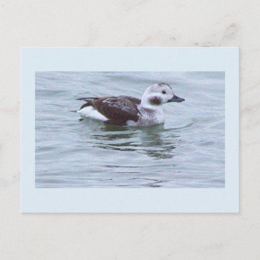 Carte postale photo de canard (Devant)