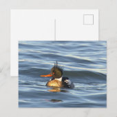Carte postale photo de canard (Devant / Derrière)