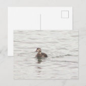 Carte postale photo de canard (Devant / Derrière)