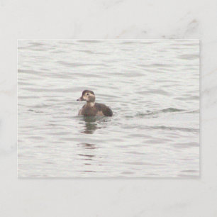 Carte postale photo de canard
