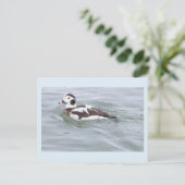 Carte postale photo de canard (Debout devant)