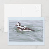 Carte postale photo de canard (Devant / Derrière)