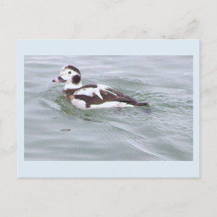 Carte postale photo de canard