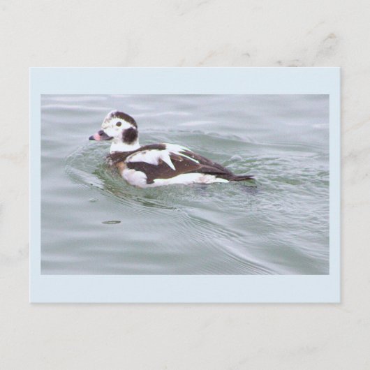 Carte postale photo de canard (Devant)