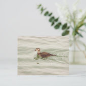Carte postale photo de canard (Debout devant)