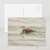 Carte postale photo de canard (Devant / Derrière)