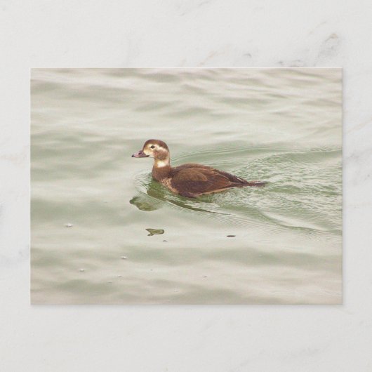 Carte postale photo de canard (Devant)