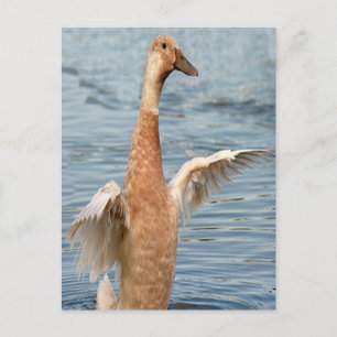 Carte Postale Photo de canard brun