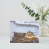 Carte postale photo de canard colvert (Debout devant)