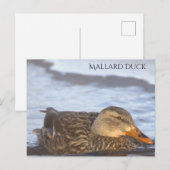 Carte postale photo de canard colvert (Devant / Derrière)