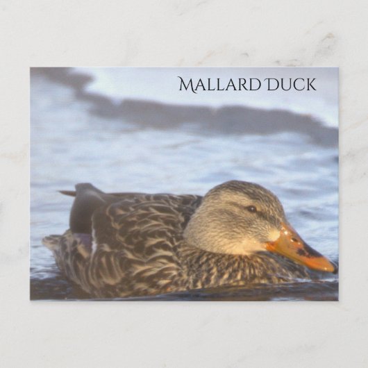 Carte postale photo de canard colvert (Devant)