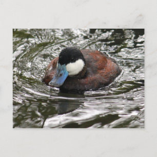 Carte Postale Photo de canard roux sauvage, merci