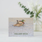 Carte postale photo de canards colverts (Debout devant)