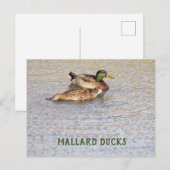 Carte postale photo de canards colverts (Devant / Derrière)