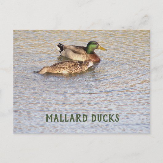 Carte postale photo de canards colverts (Devant)
