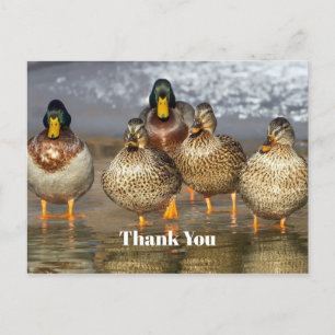 Carte Postale Photo de canards colverts sauvages Merci