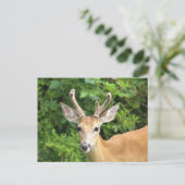 Carte postale photo de cerf (Debout devant)