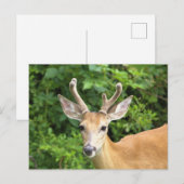 Carte postale photo de cerf (Devant / Derrière)