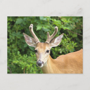 Carte postale photo de cerf
