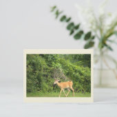 Carte postale photo de cerf (Debout devant)