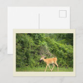 Carte postale photo de cerf (Devant / Derrière)