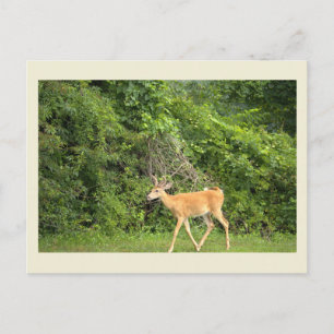 Carte postale photo de cerf