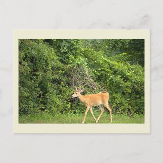 Carte postale photo de cerf (Devant)