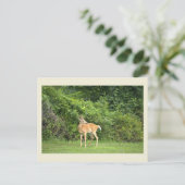 Carte postale photo de cerf (Debout devant)