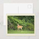 Carte postale photo de cerf (Devant / Derrière)