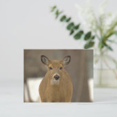 Carte postale photo de cerf (Debout devant)
