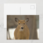 Carte postale photo de cerf (Devant / Derrière)