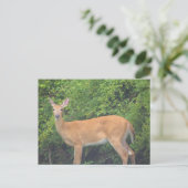 Carte postale photo de cerf (Debout devant)