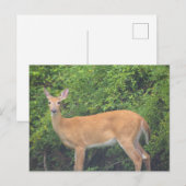 Carte postale photo de cerf (Devant / Derrière)