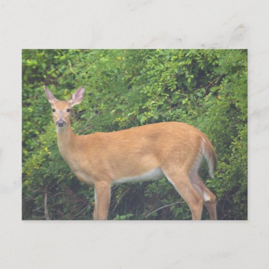 Carte postale photo de cerf (Devant)