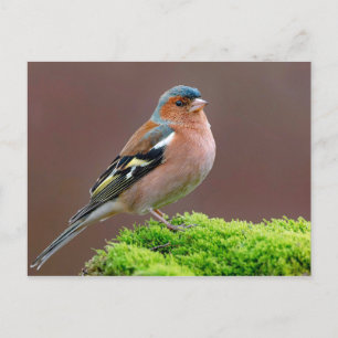 Carte Postale Photo de Chaffinch Wildlife