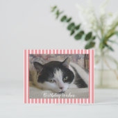 Carte Postale Photo de chat  (Debout devant)