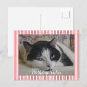 Carte Postale Photo de chat  (Devant / Derrière)