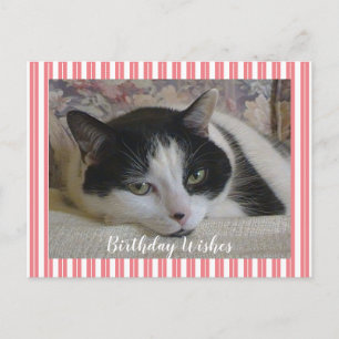 Carte Postale Photo de chat