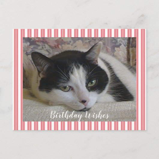 Carte Postale Photo de chat  (Devant)