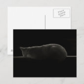 Carte Postale Photo de chat couché (Devant / Derrière)